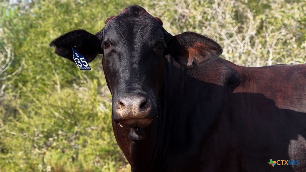 106.24 acres in Refugio County - photo 21