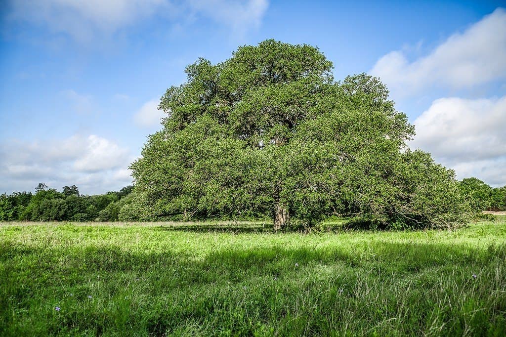 12.4 acres in Fayette County - photo 8
