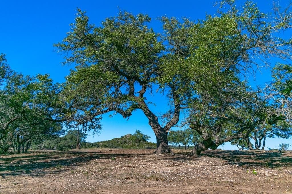 10.04 acres in Blanco County gallery image 4