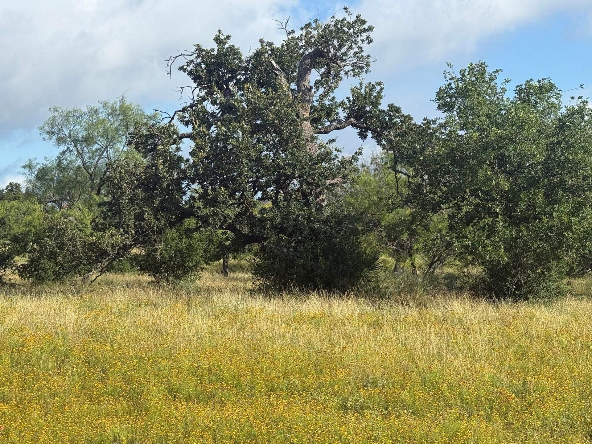0.12 acres in Llano County gallery image 2