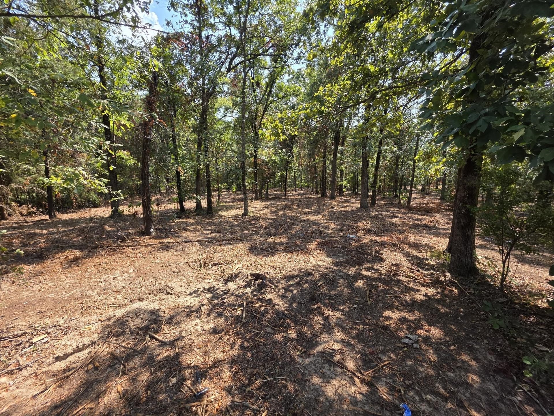 2.01 acres in Titus County gallery image 3