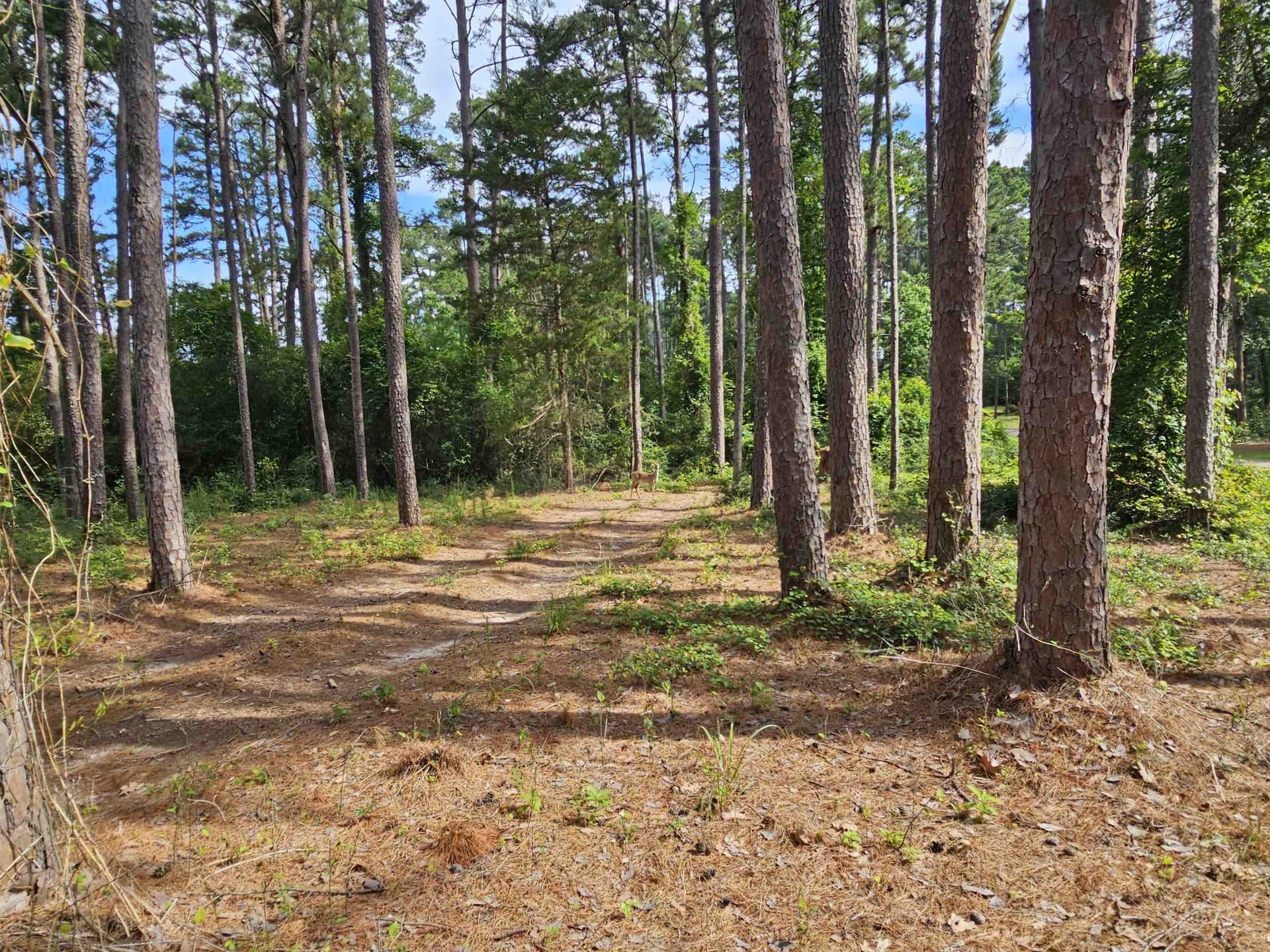 0.39 acres in Wood County - photo 19