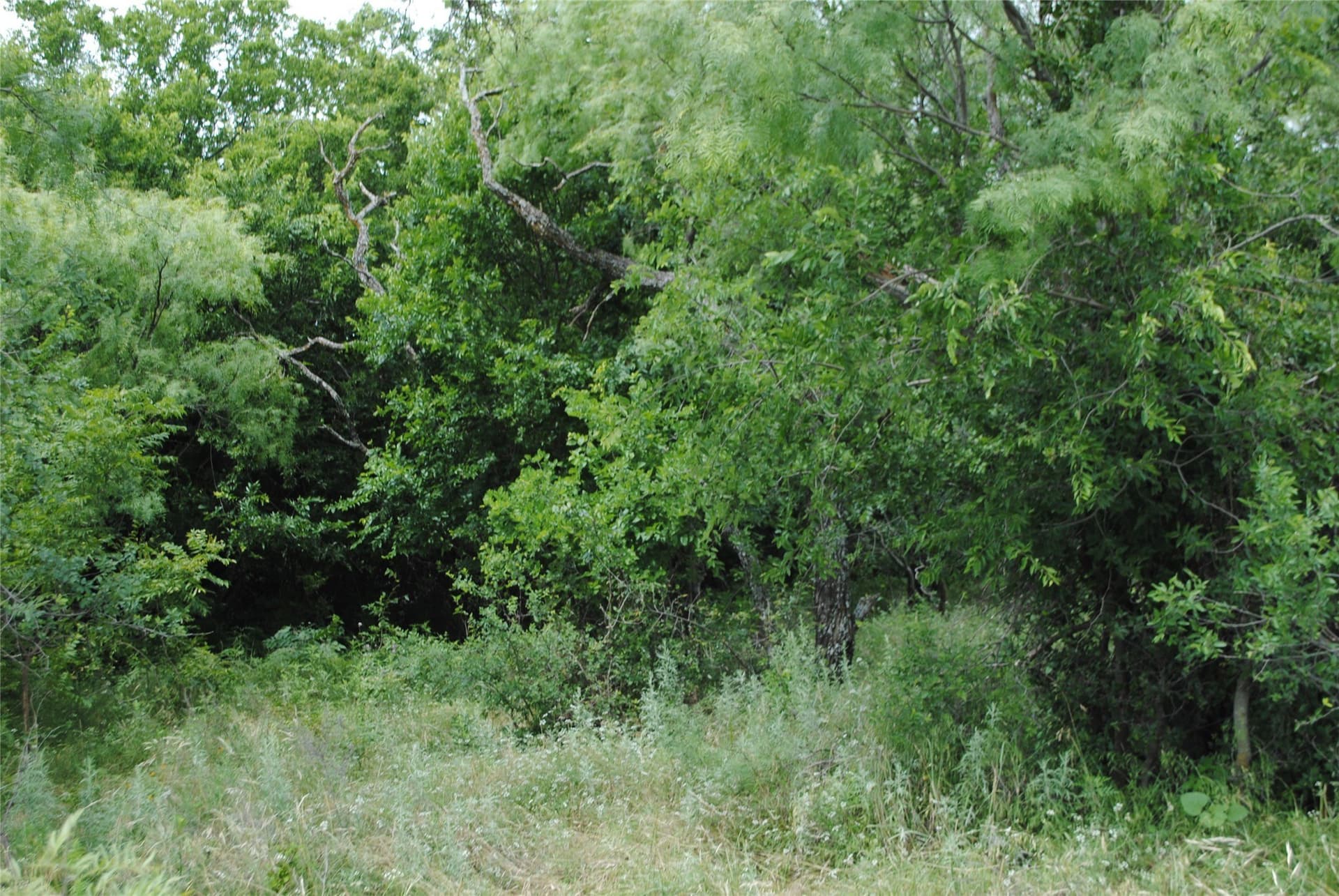 99.37 acres in Comanche County gallery image 3