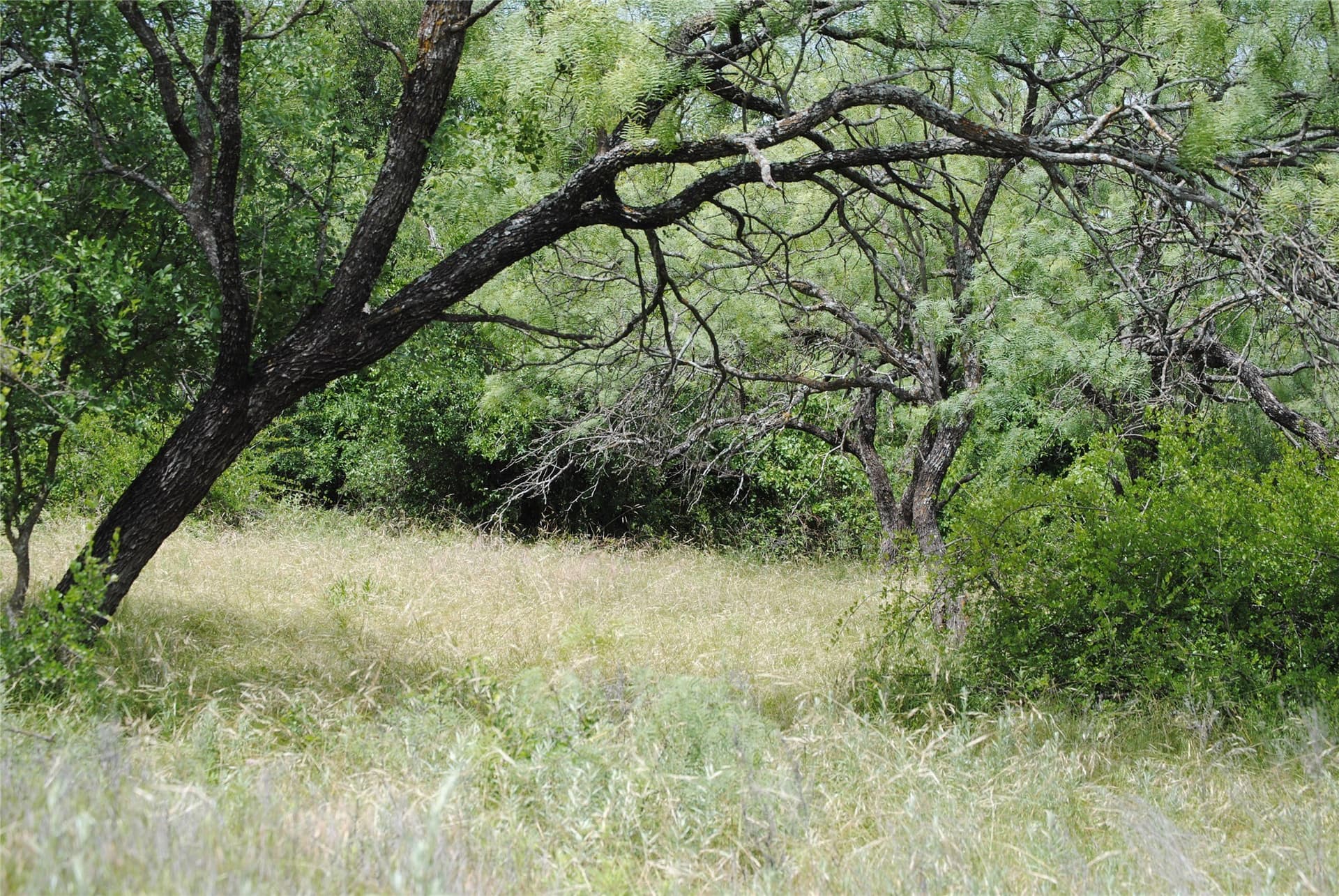 99.37 acres in Comanche County gallery image 2
