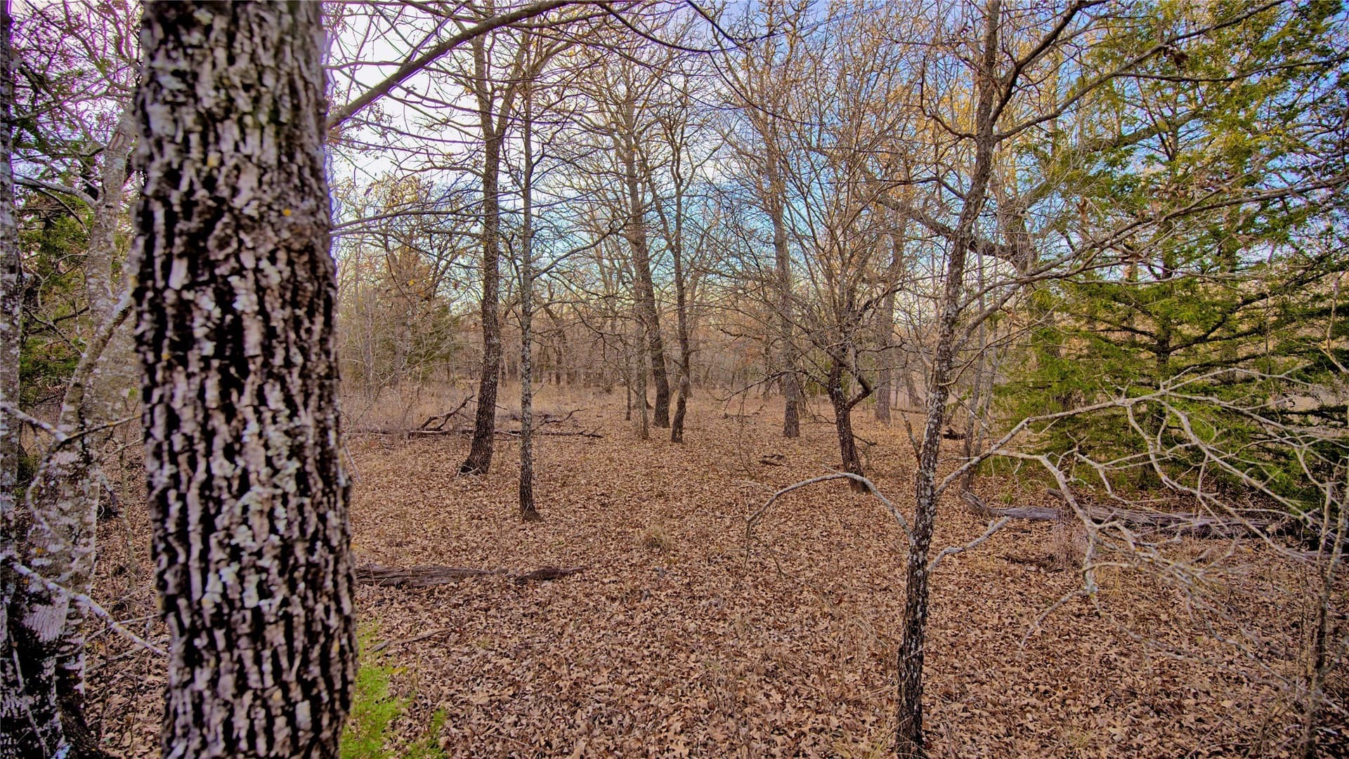 5 acres in Montague County - photo 7
