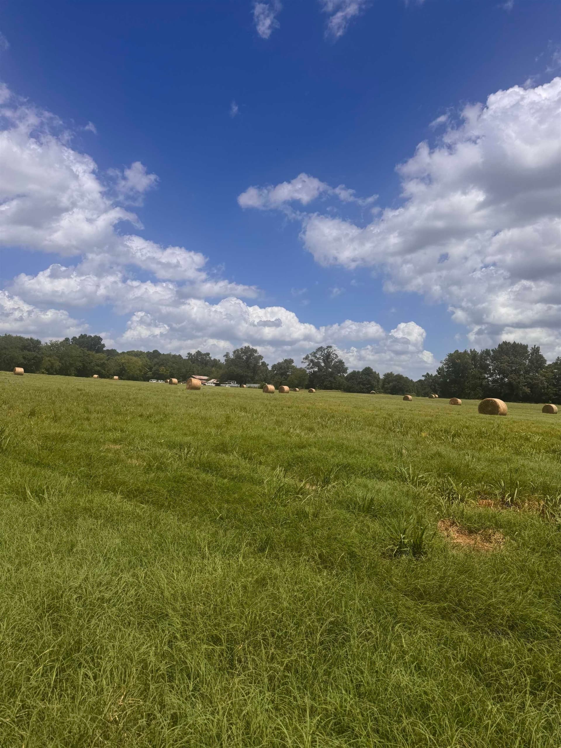 2.5 acres in Camp County gallery image 4