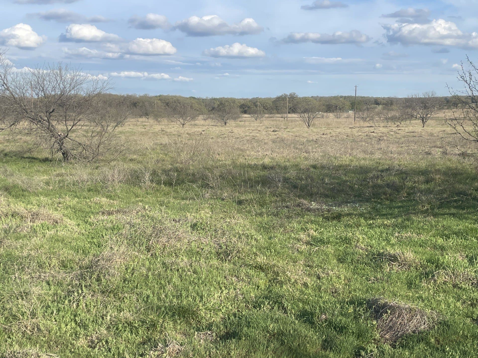 18.25 acres in Wise County gallery image 3