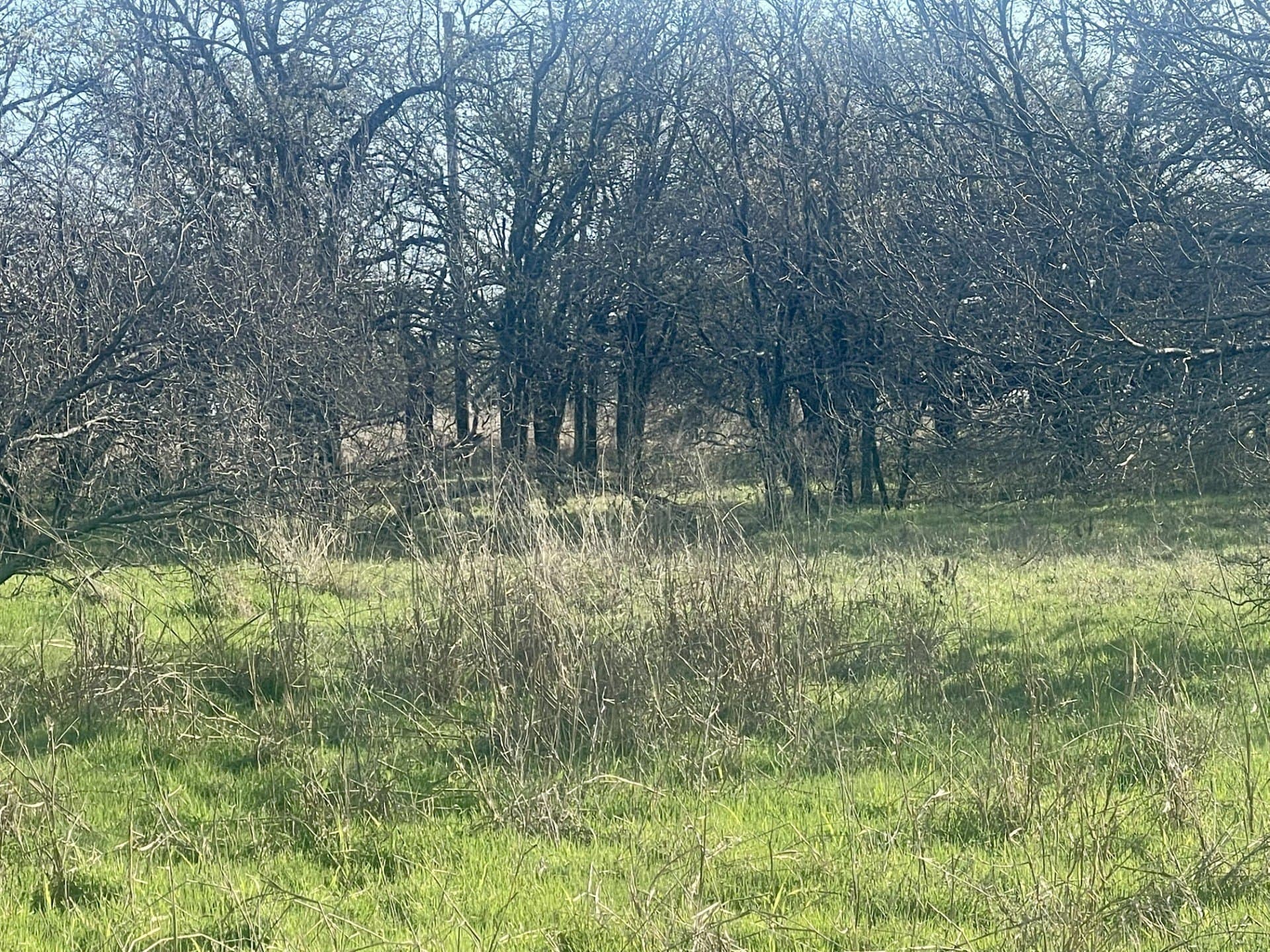 18.25 acres in Wise County - photo 7