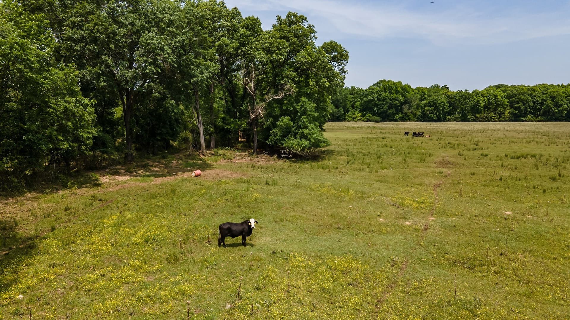 54.13 acres in Henderson County - photo 6