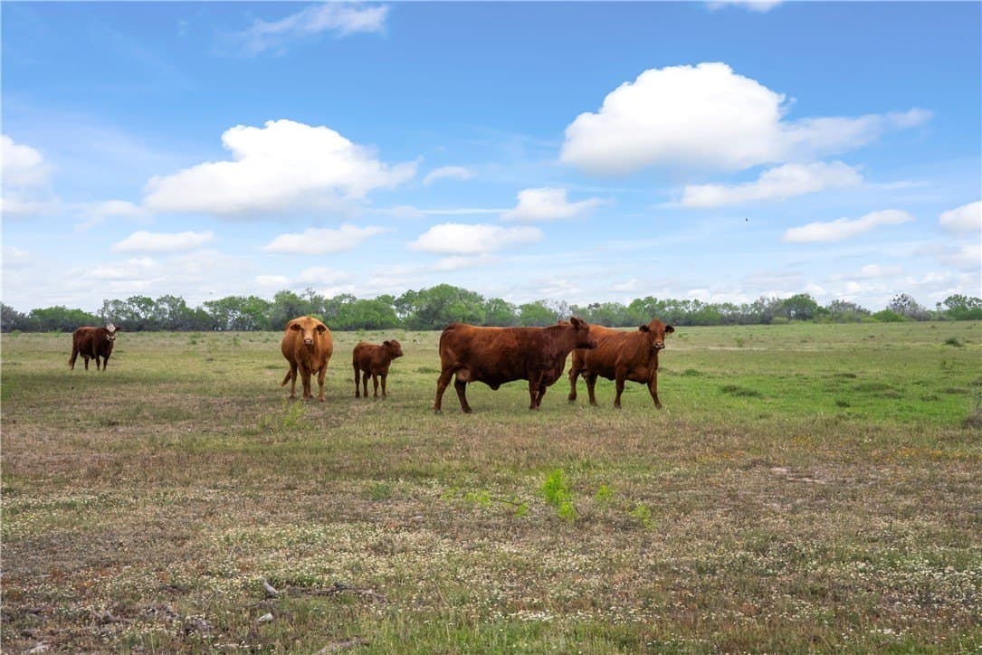 11.25 acres in Kleberg County - photo 2