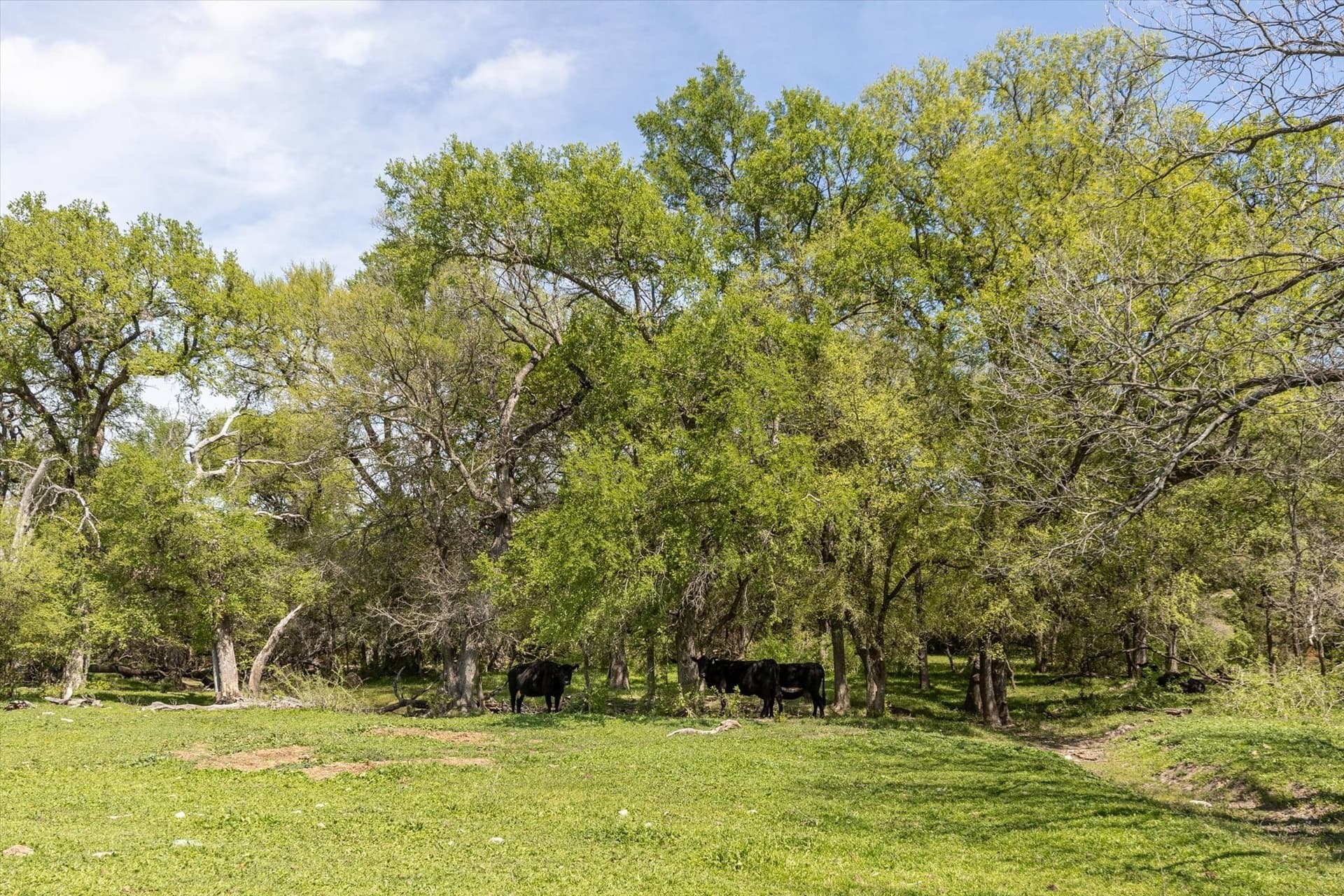 56.81 acres in Erath County - photo 9