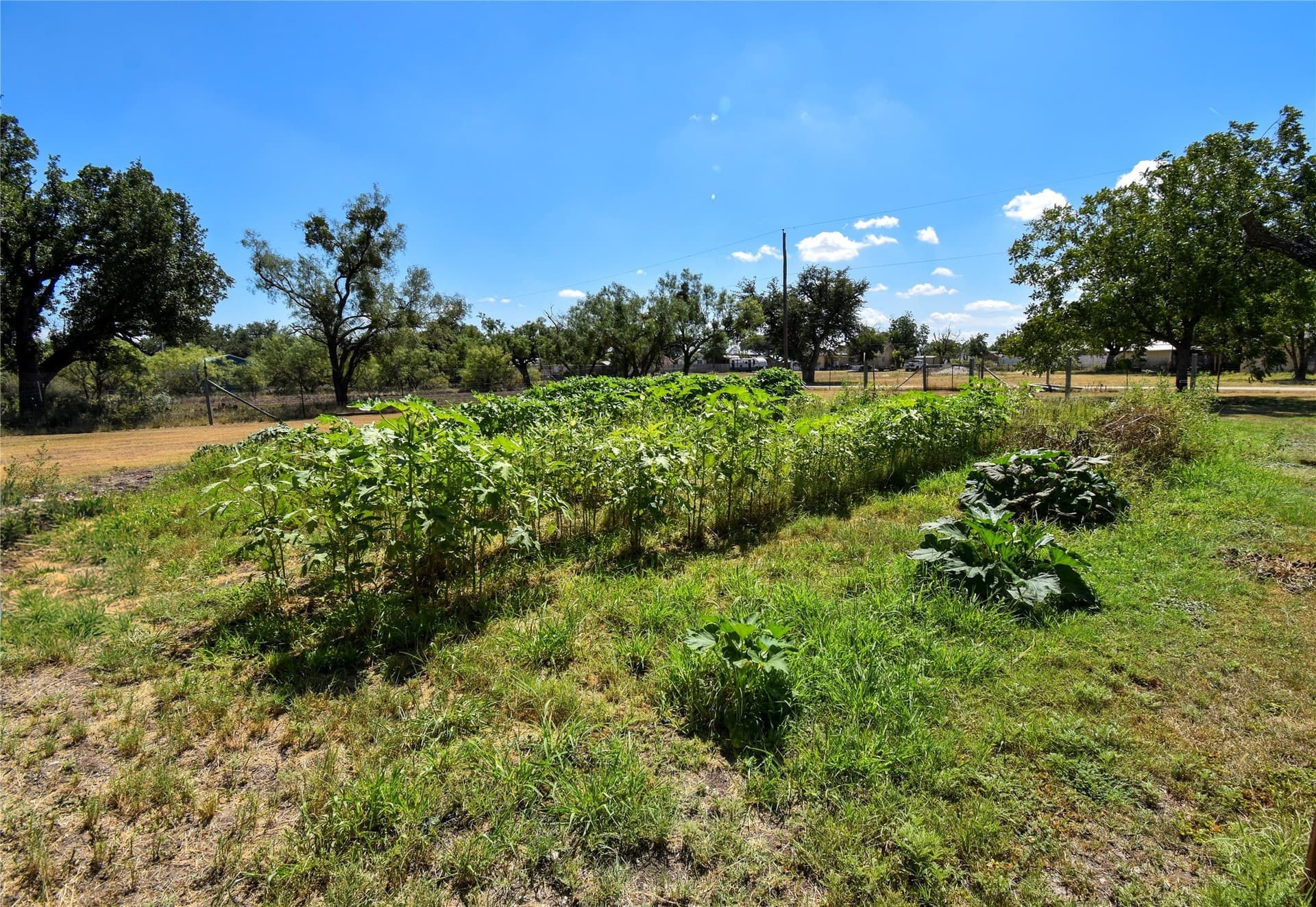 0.79 acres in Concho County - photo 13