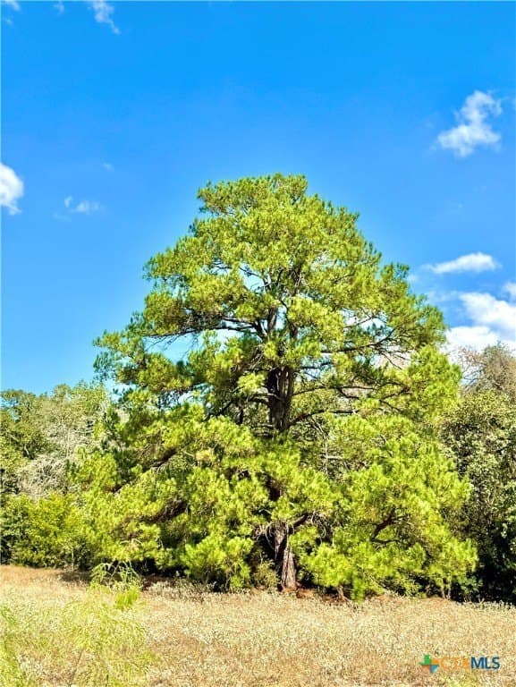 50.62 acres in Bastrop County gallery image 2
