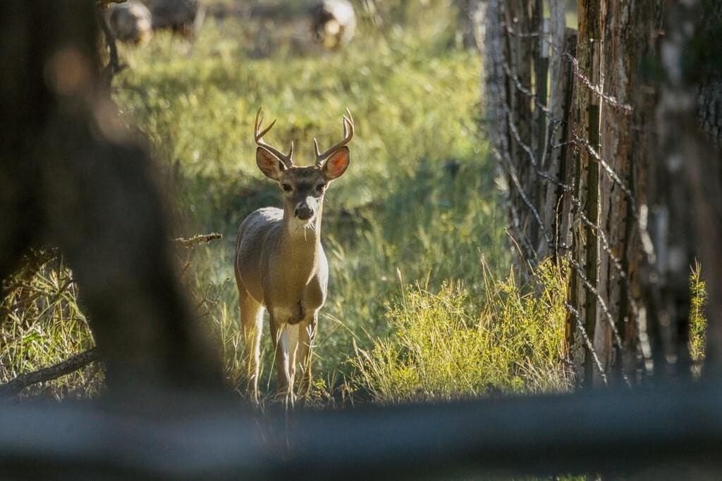 25 acres in Gillespie County - photo 13