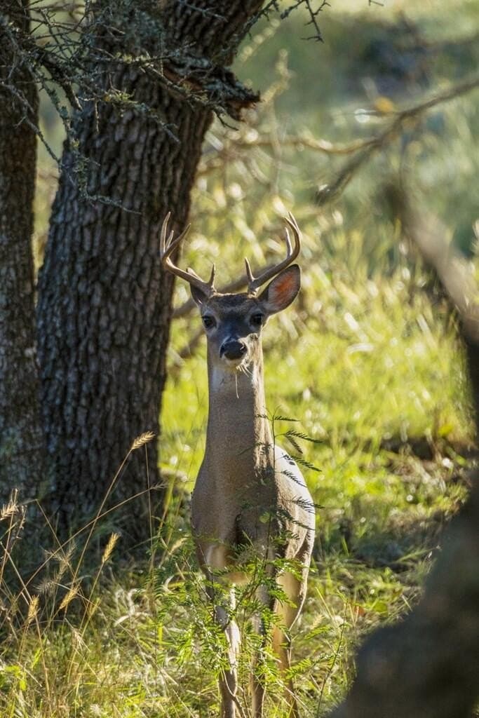 25 acres in Gillespie County - photo 24