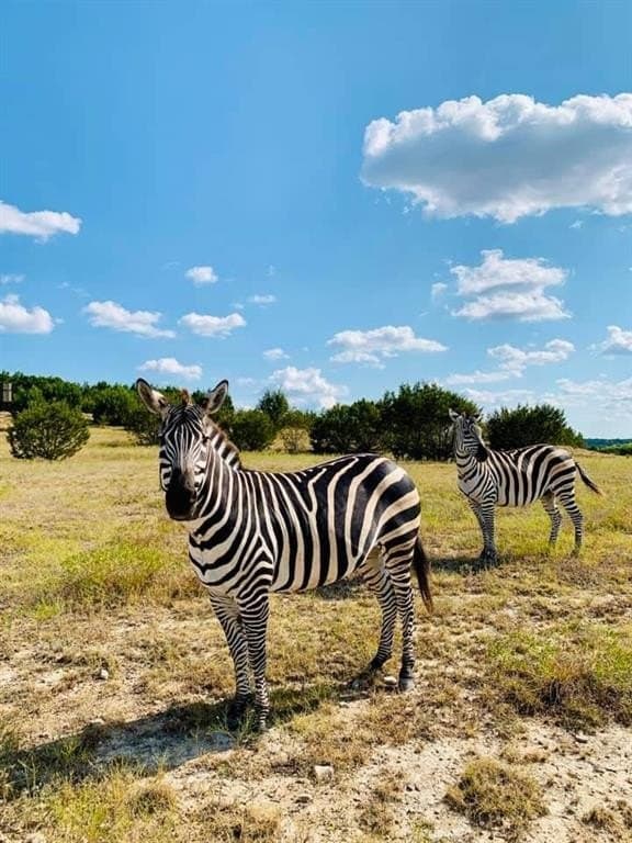 57 acres in Burnet County gallery image 4