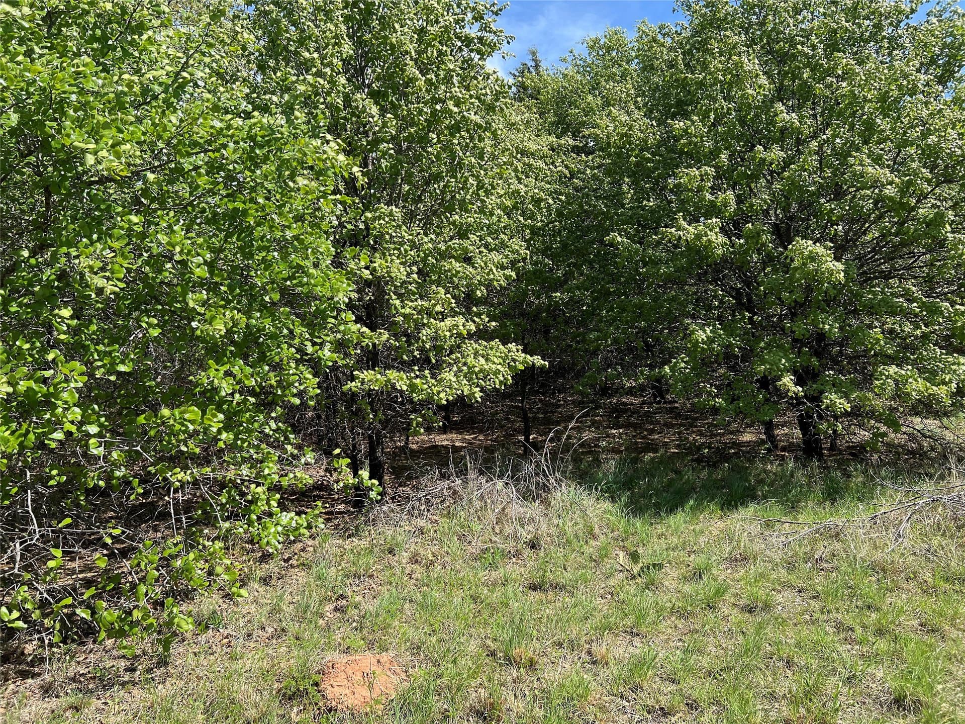 0.29 acres in Montague County gallery image 4