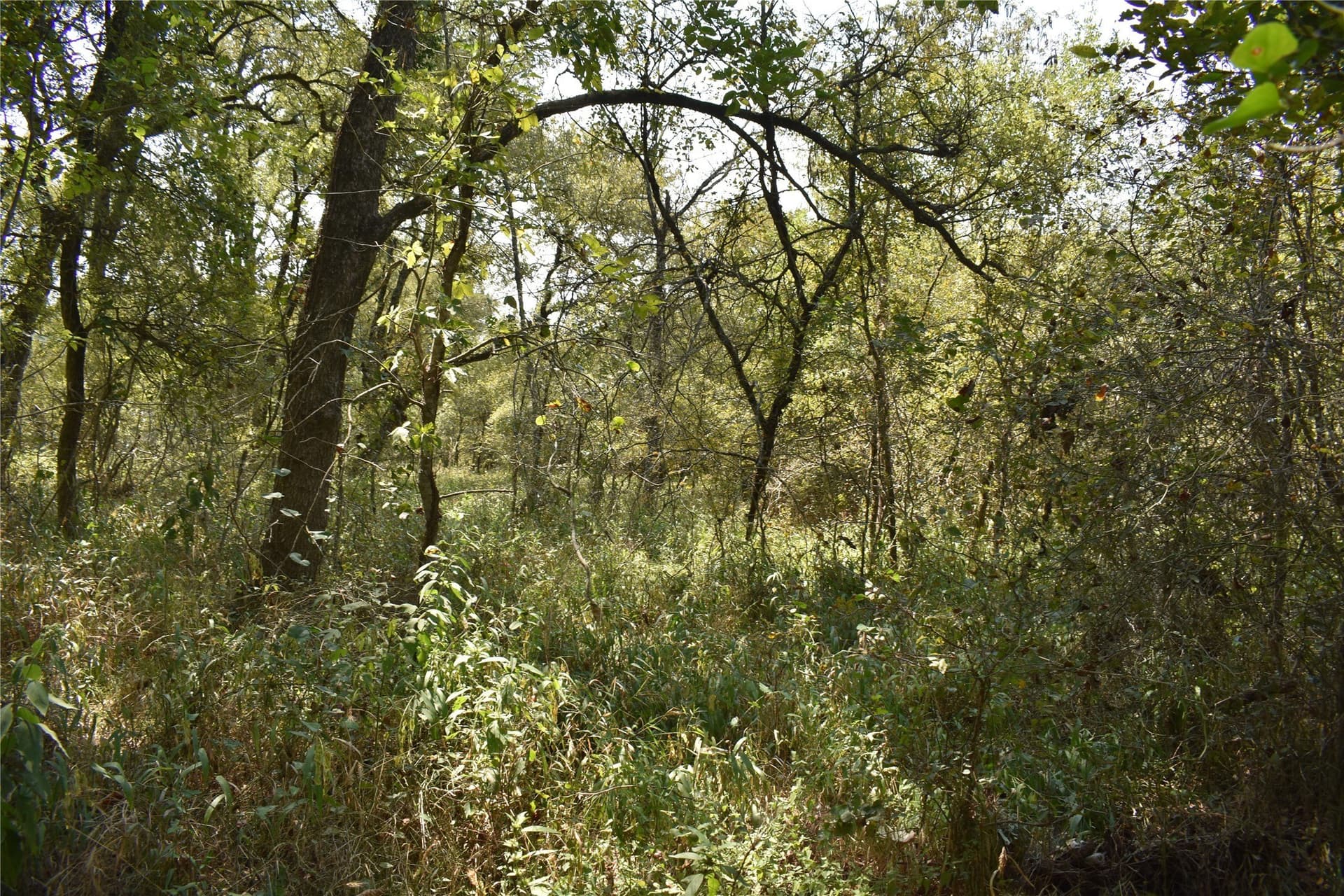 39.24 acres in Navarro County - photo 10
