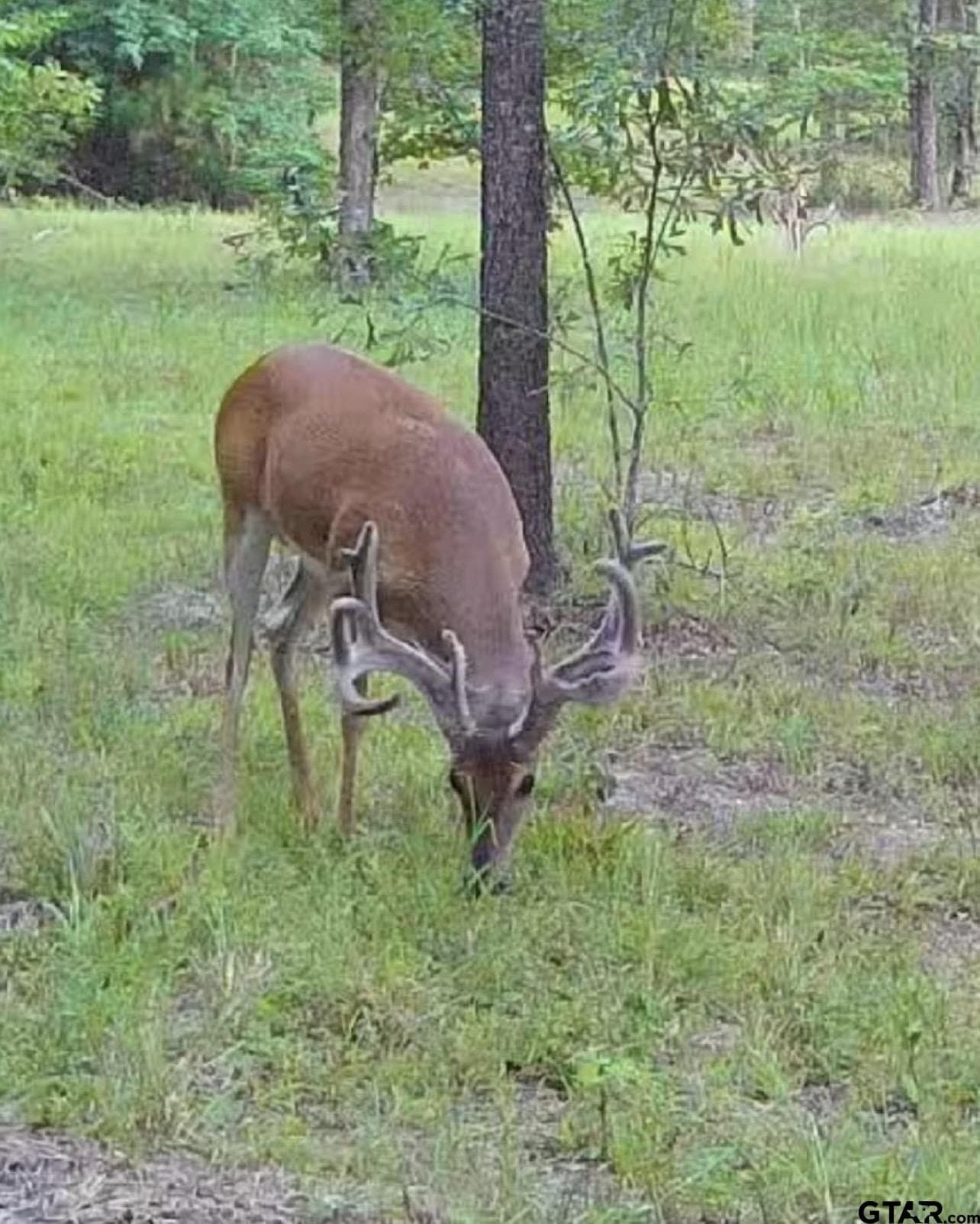 75 acres in Wood County - photo 25
