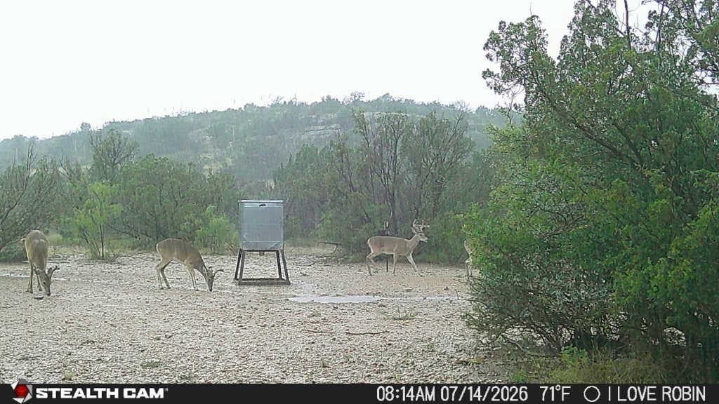 200 acres in Crockett County featured view