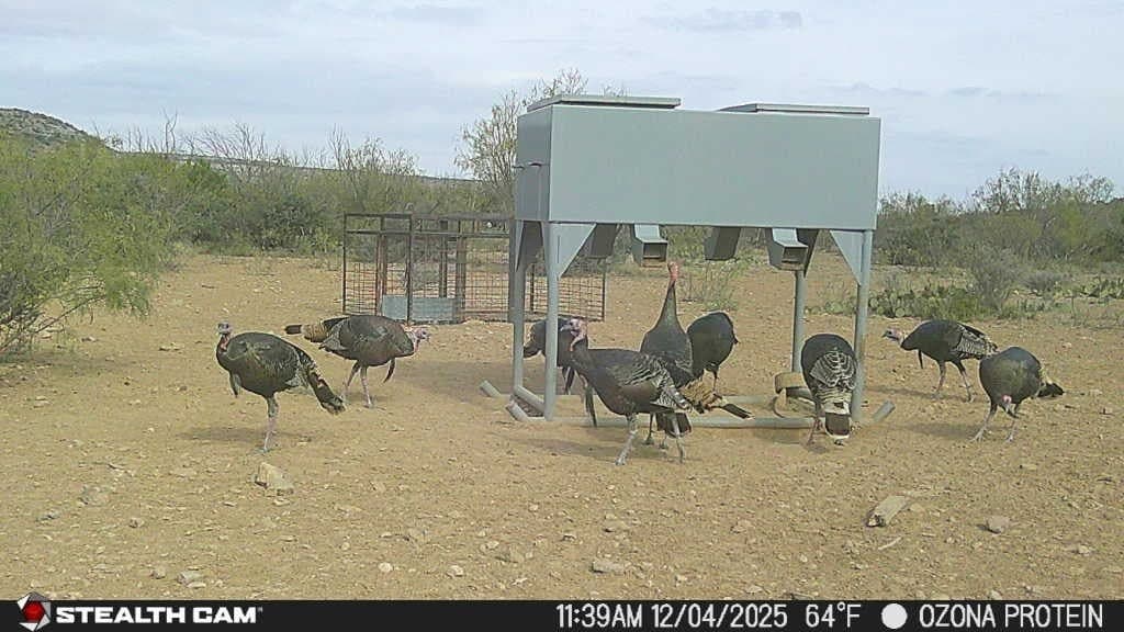 200 acres in Crockett County gallery image 2