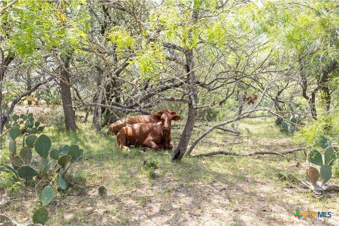 18.58 acres in Caldwell County gallery image 3