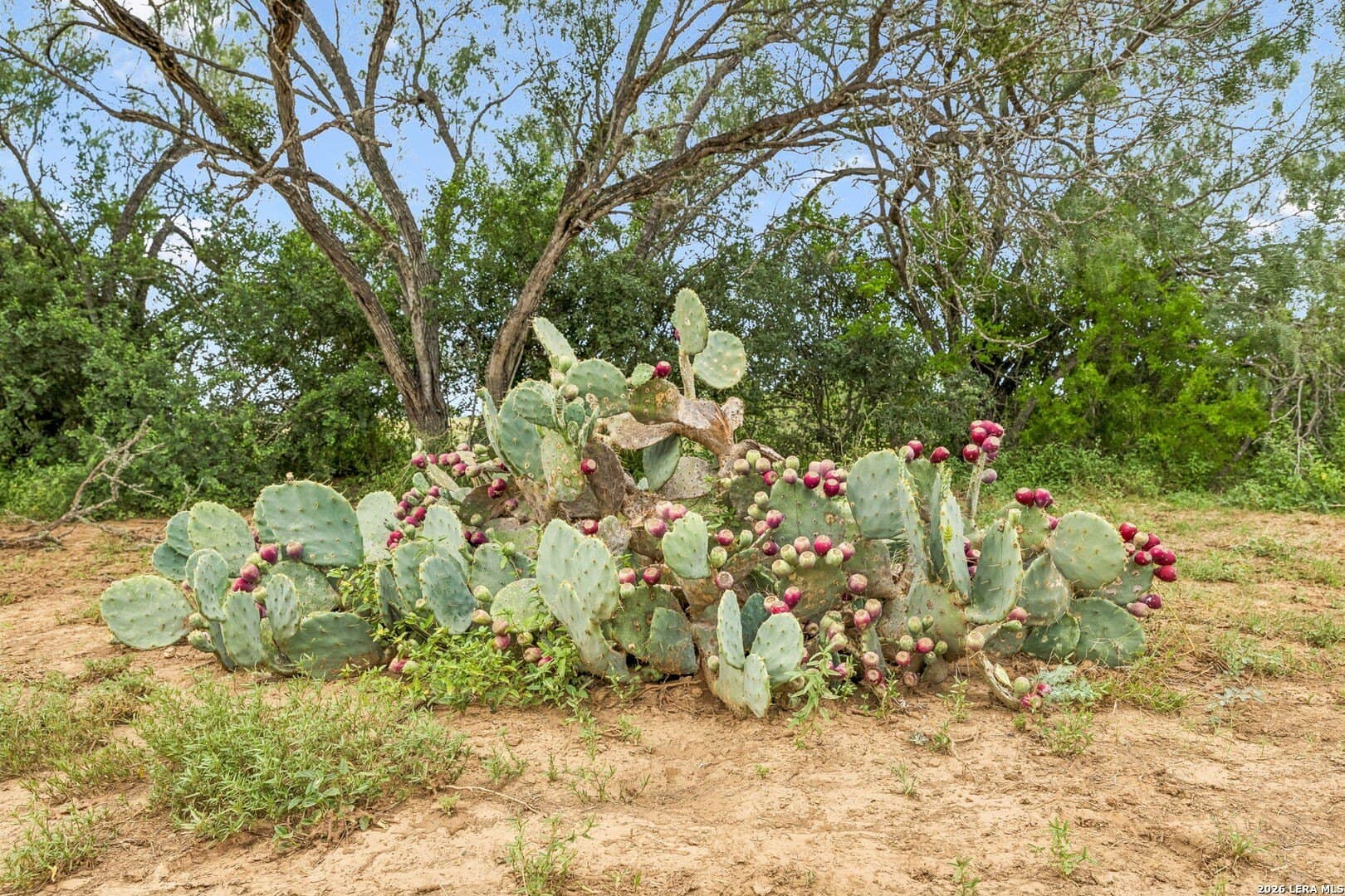 17.43 acres in Bexar County - photo 20