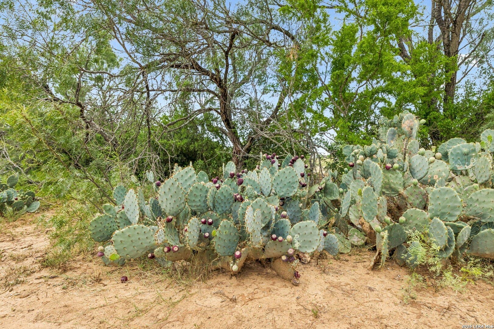 17.43 acres in Bexar County - photo 19