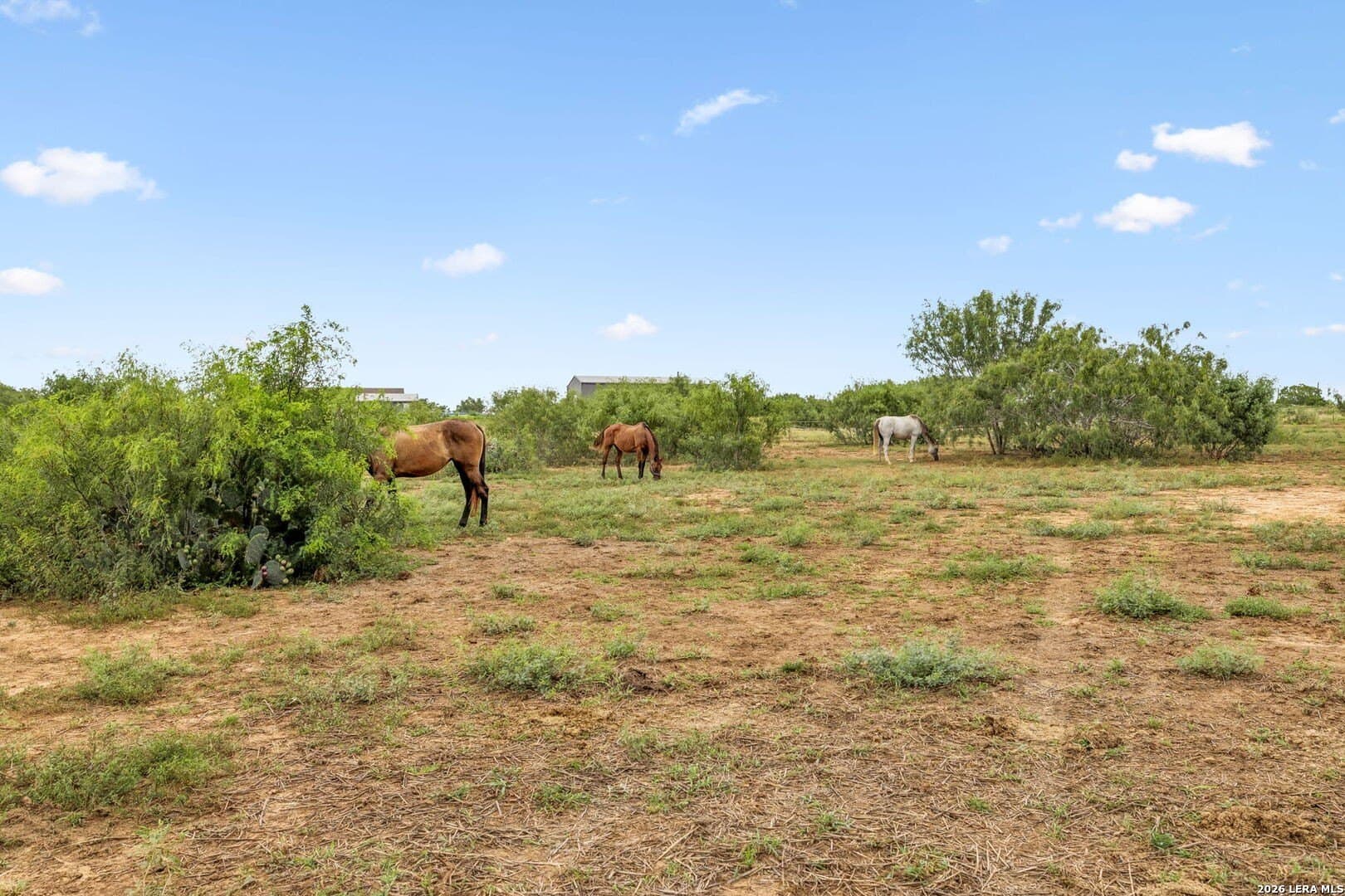 17.43 acres in Bexar County - photo 8