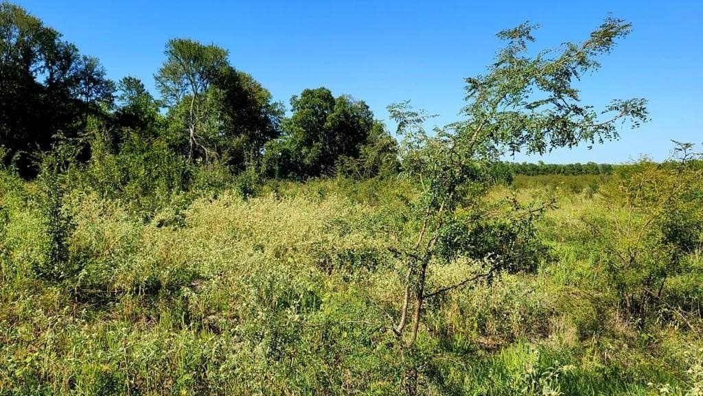 10.26 acres in Hopkins County gallery image 4