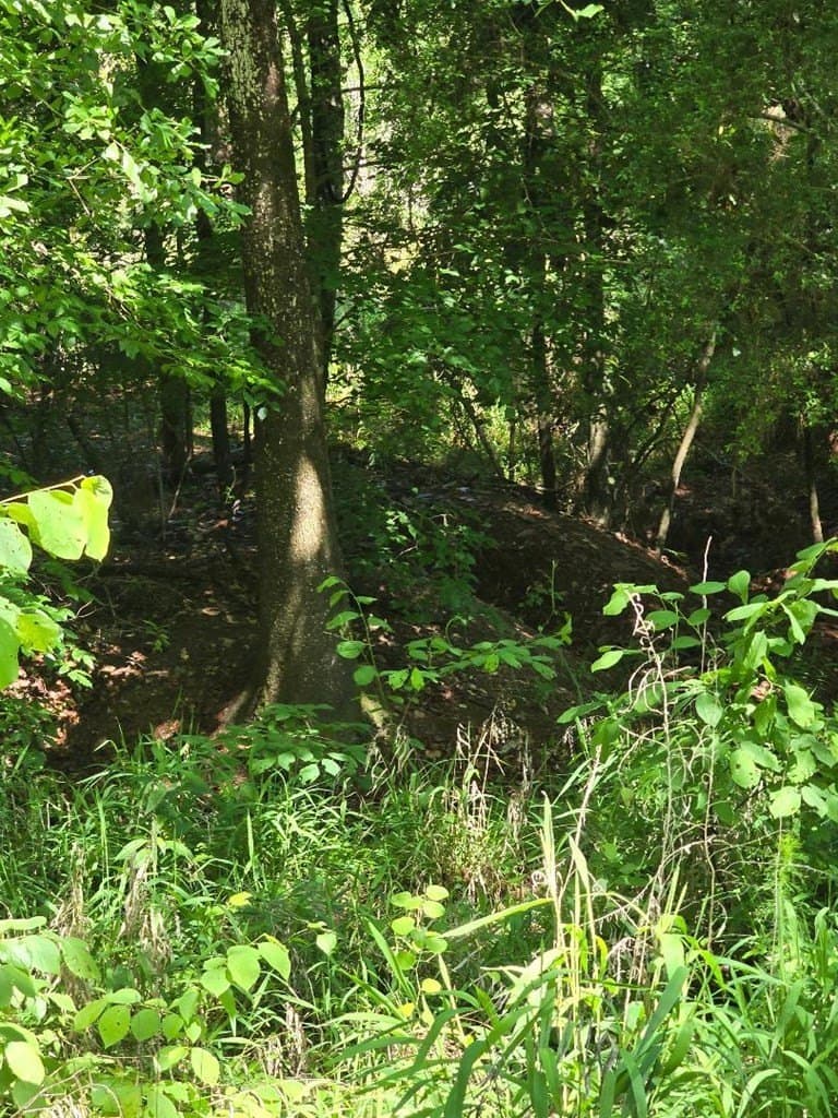 4.68 acres in Texas County gallery image 4