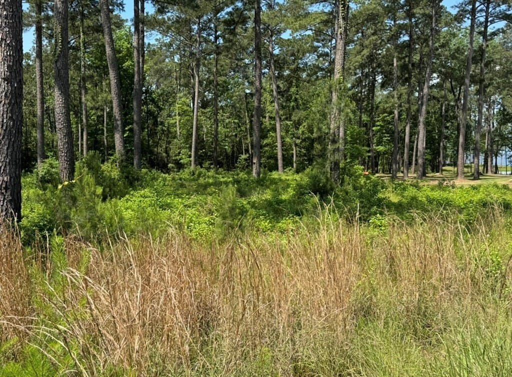1 acres in Texas County - photo 16