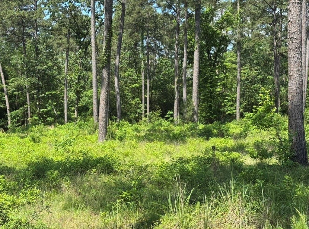1 acres in Texas County - photo 4