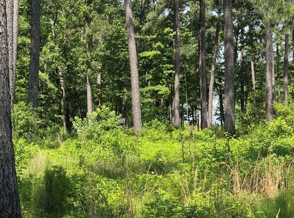 1 acres in Texas County - photo 3