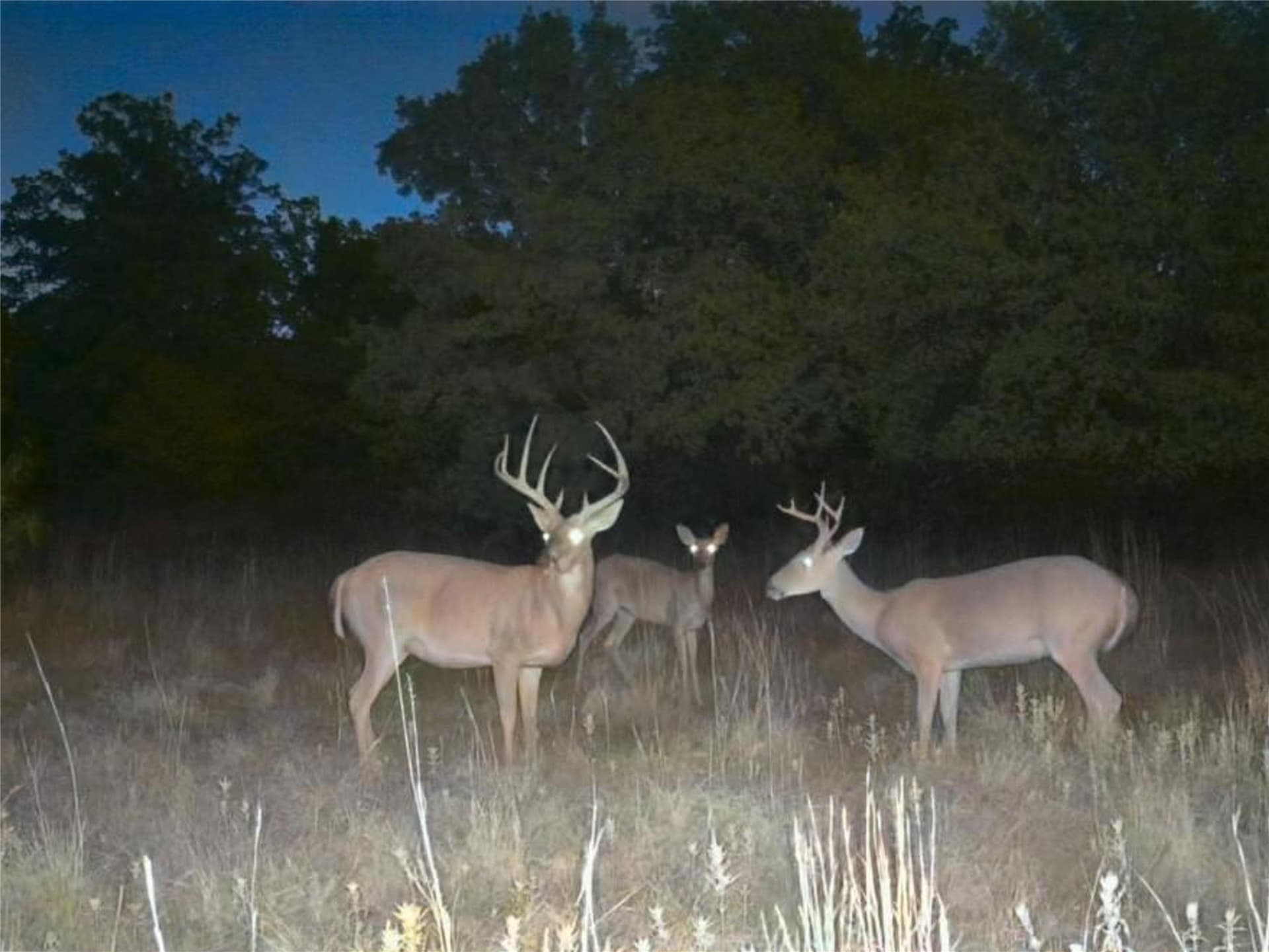 79.73 acres in Young County - photo 36