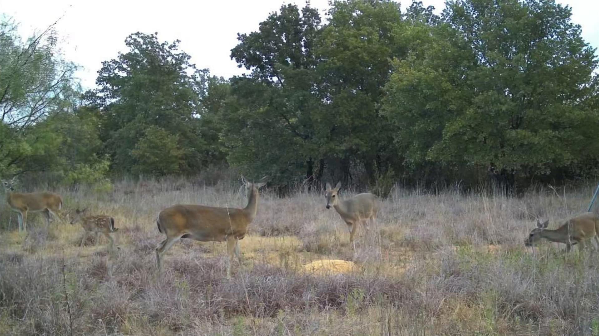 79.73 acres in Young County - photo 40