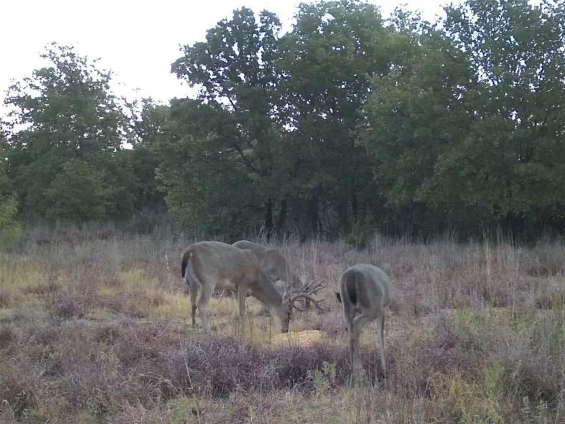 79.73 acres in Young County - photo 38