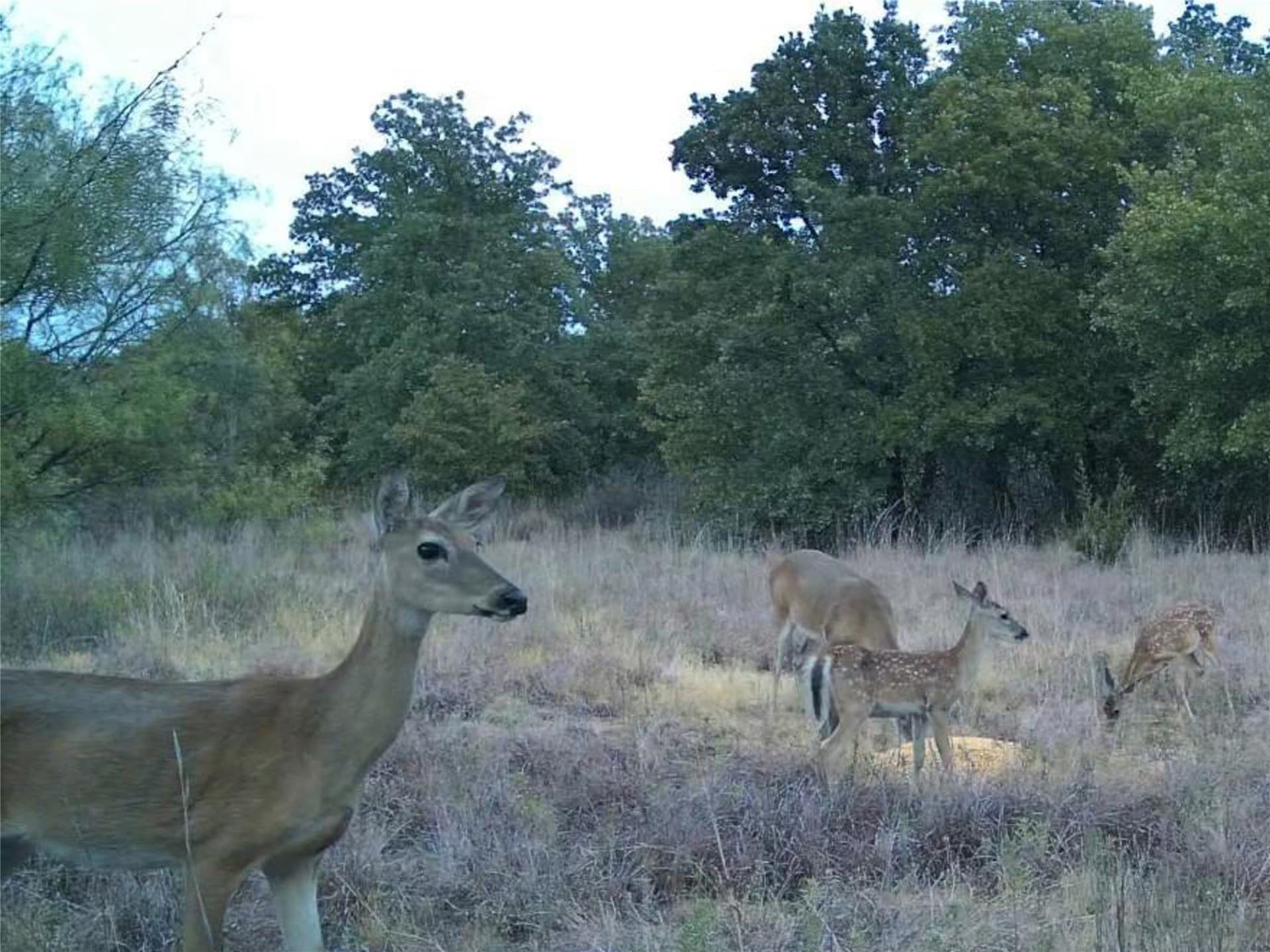 79.73 acres in Young County - photo 39