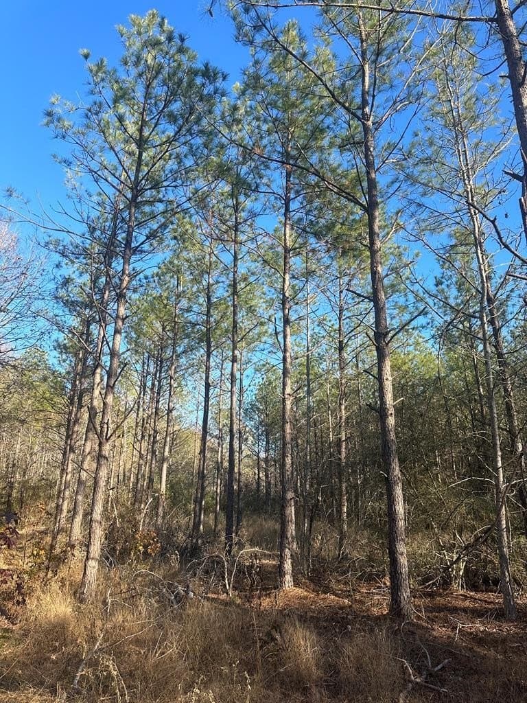 3.73 acres in Texas County - photo 8