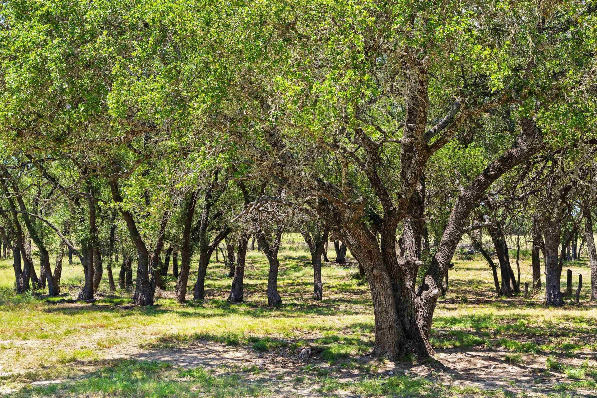 27 acres in Blanco County - photo 13