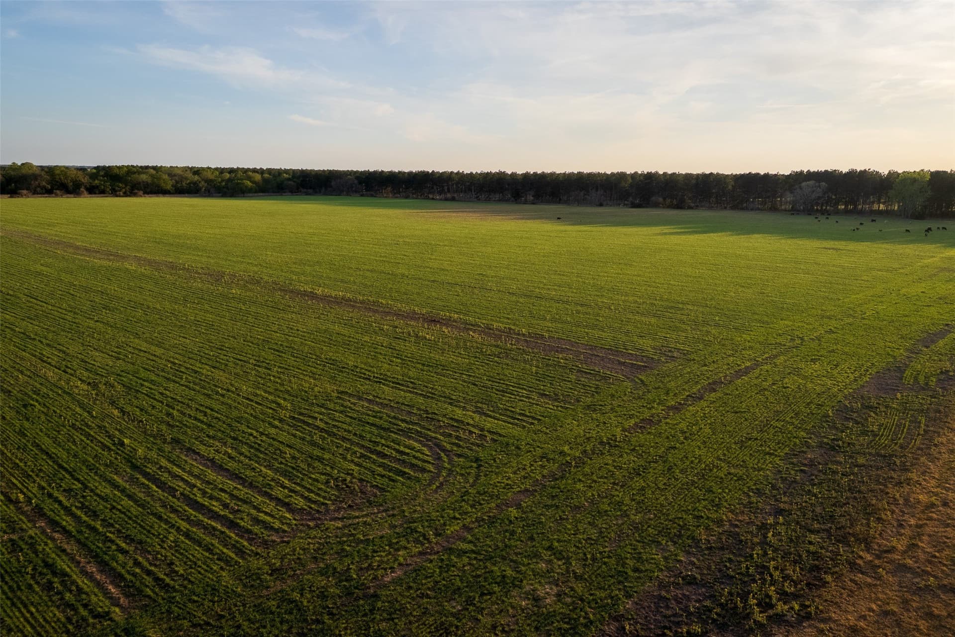 80 acres in Anderson County - photo 7