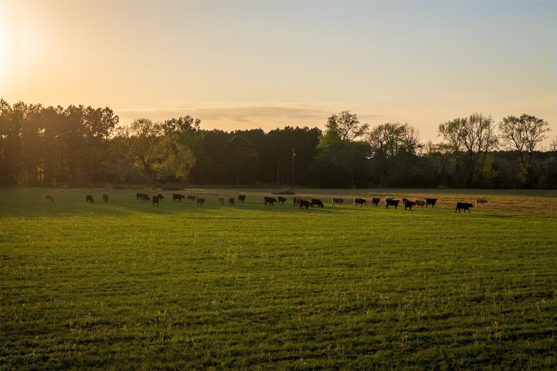 80 acres in Anderson County - photo 8