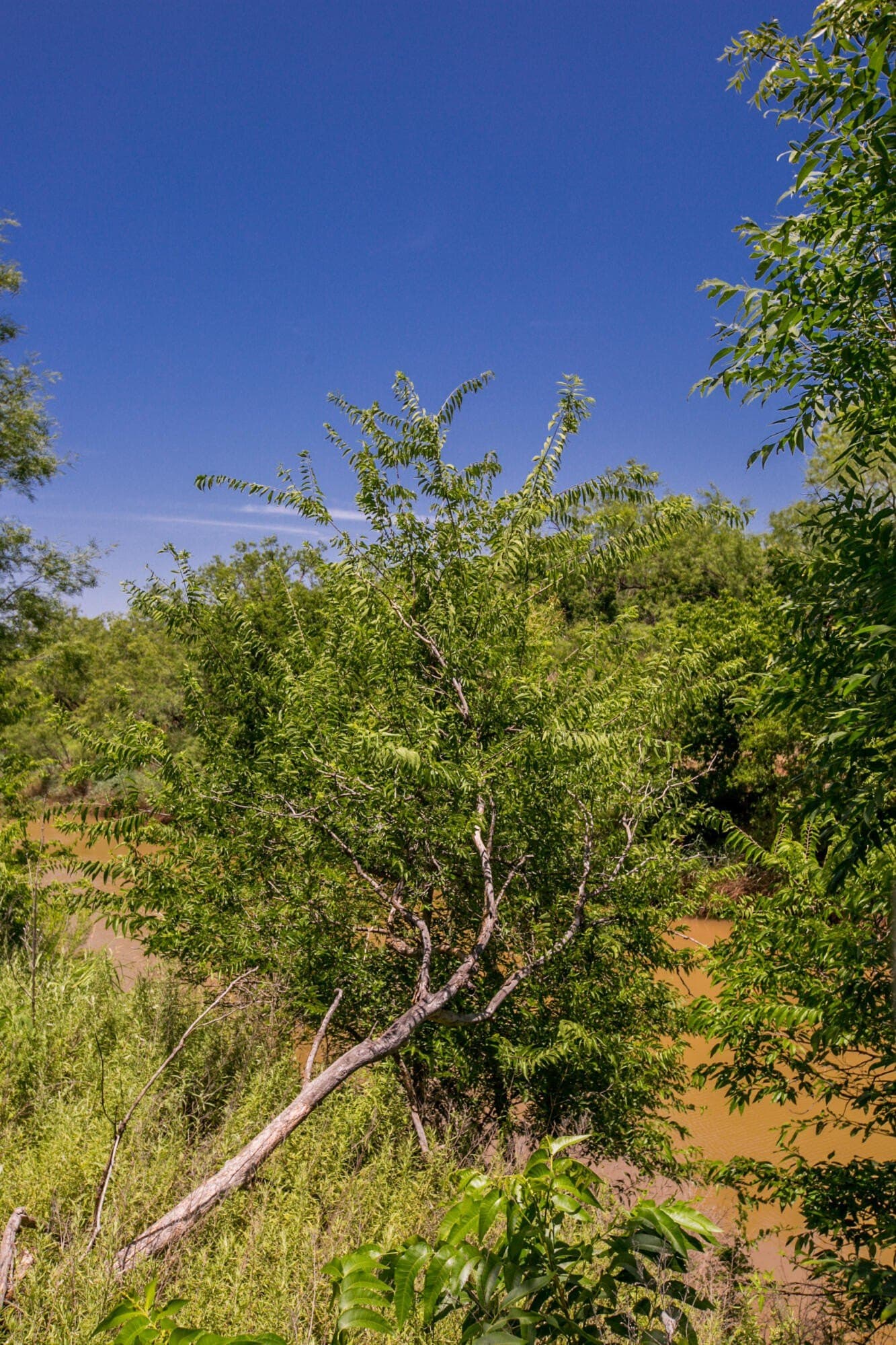 20 acres in Runnels County - photo 35