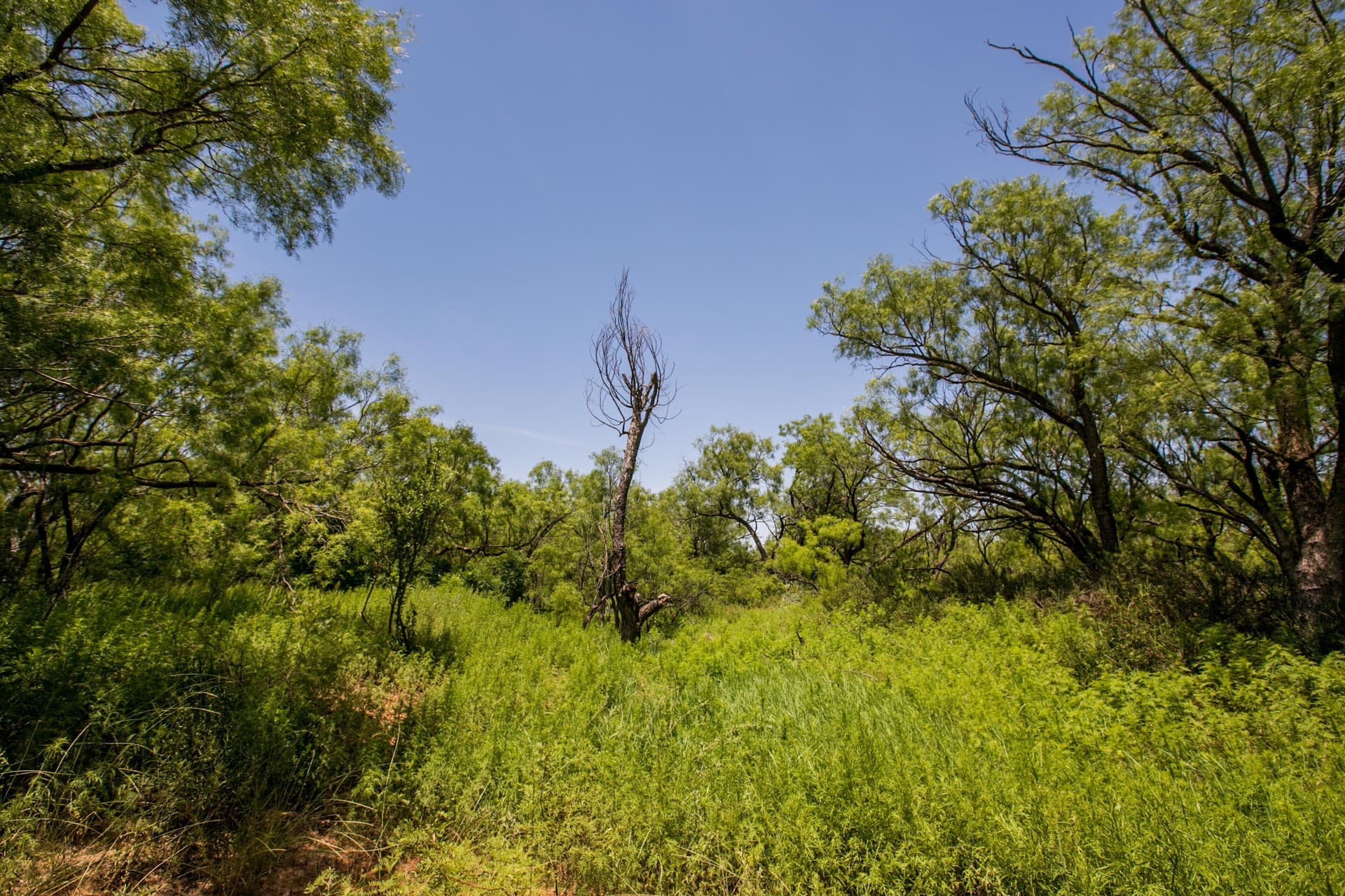 20 acres in Runnels County - photo 37