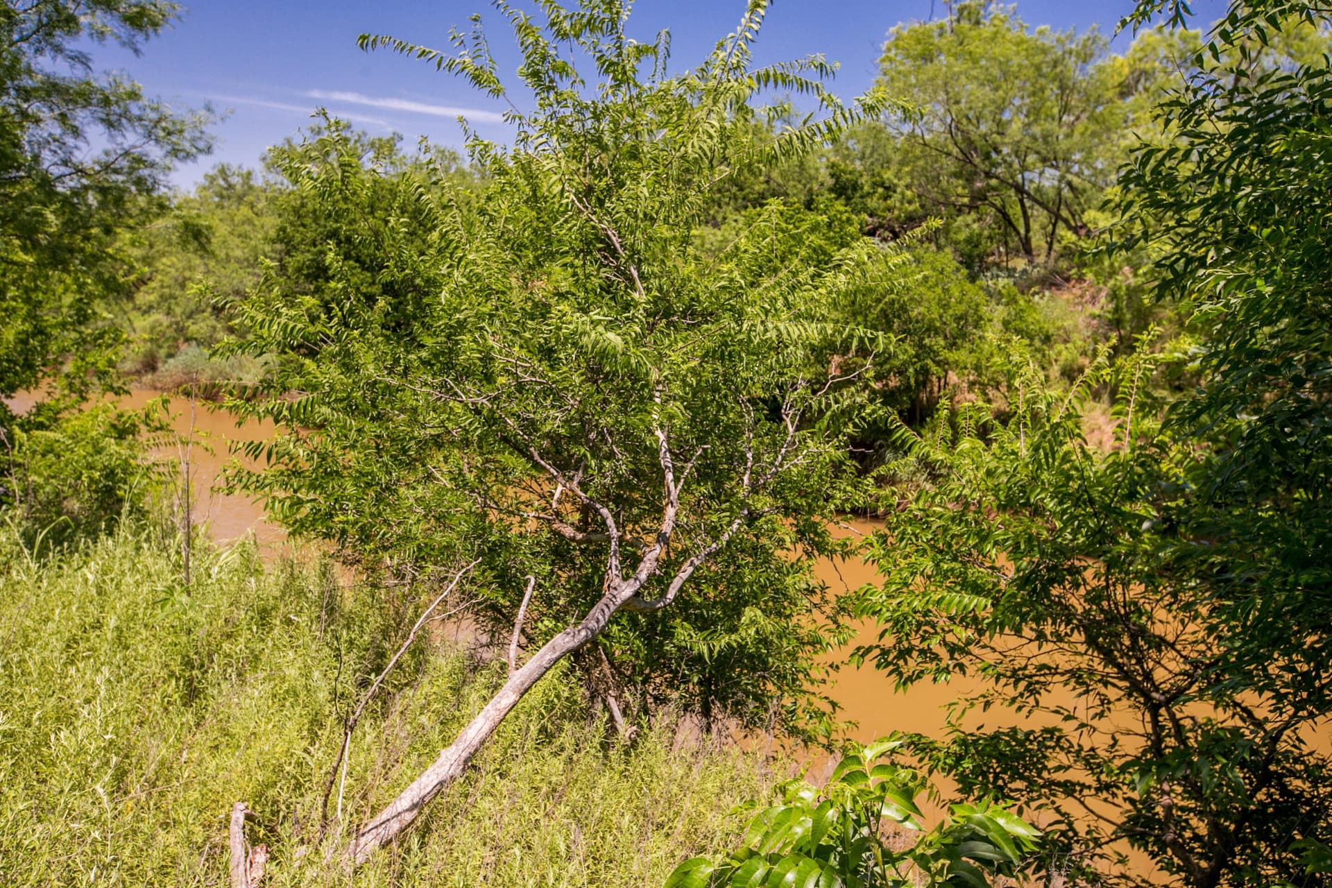 20 acres in Runnels County - photo 36