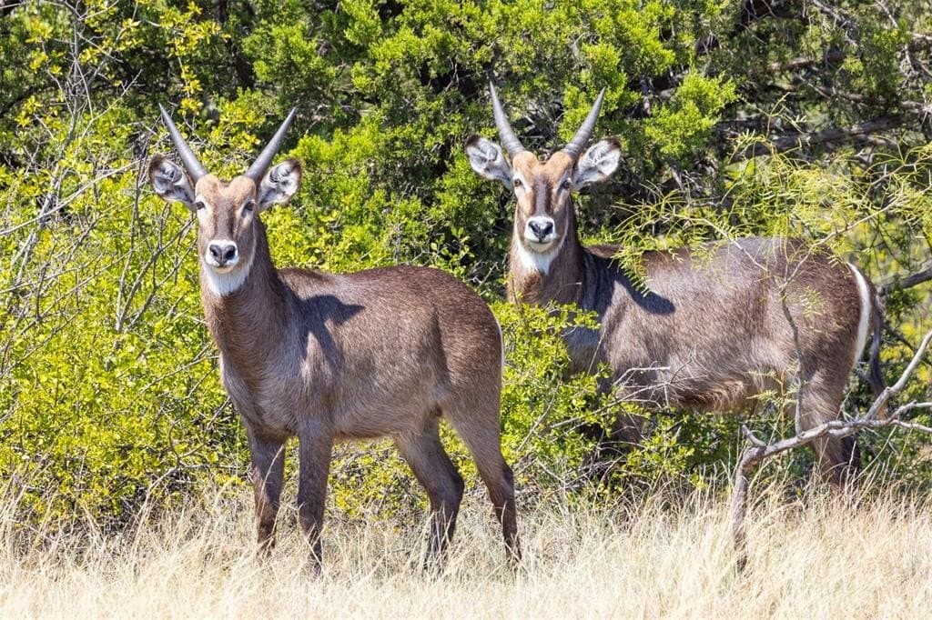 235.29 acres in Comanche County gallery image 4
