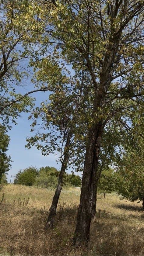 0.12 acres in Hunt County - photo 2