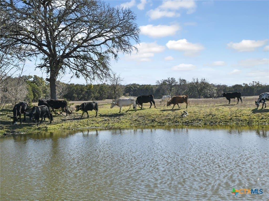 167 acres in Bell County gallery image 3