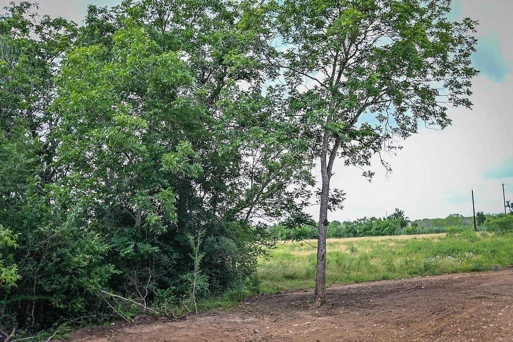 10.01 acres in Gonzales County - photo 9