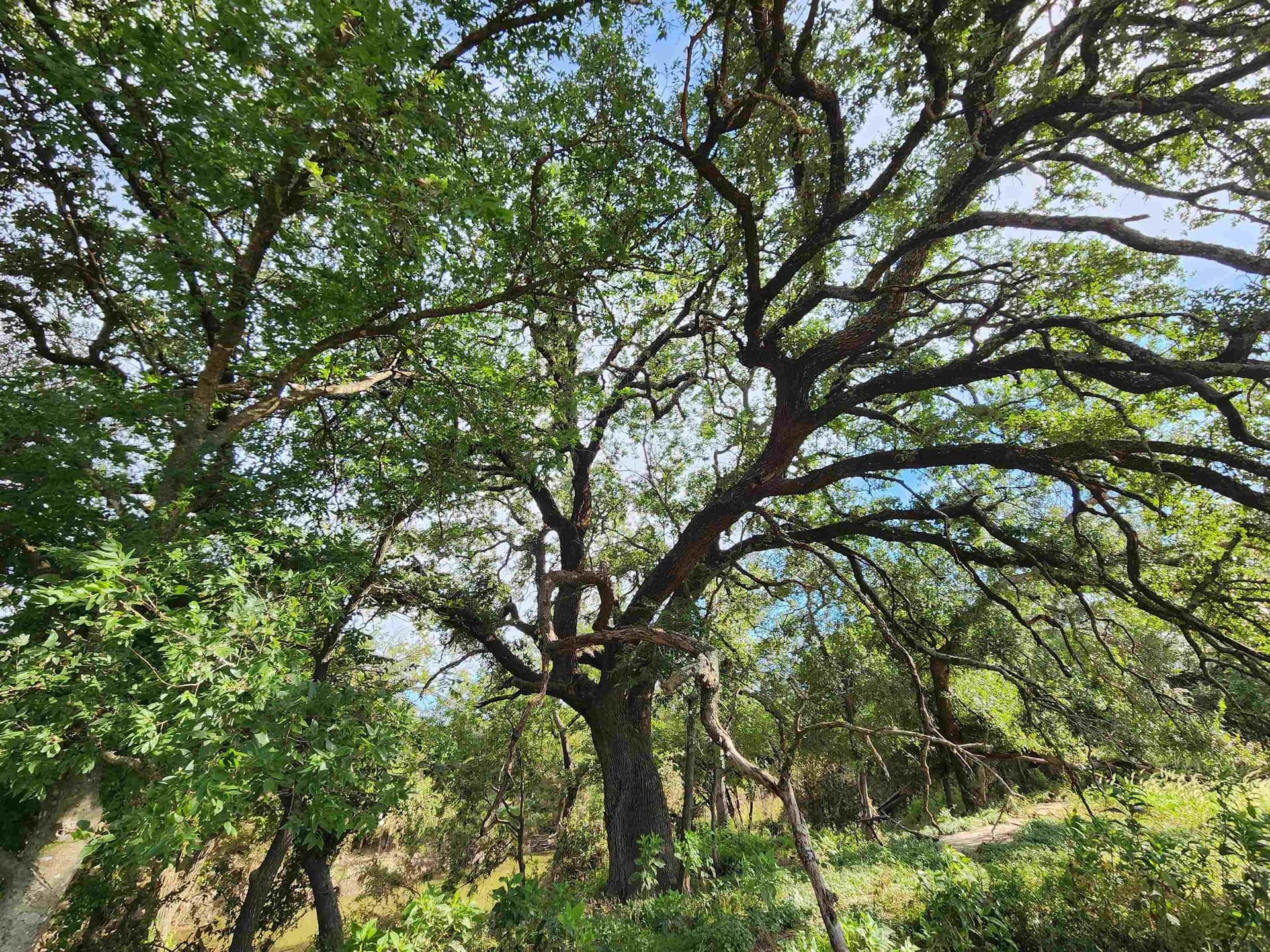 264.09 acres in San Saba County - photo 22